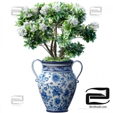 Indoor plants garden tree with white flowers