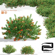 Red lapchatka bushes