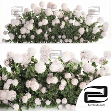 Hydrangea bushes 03