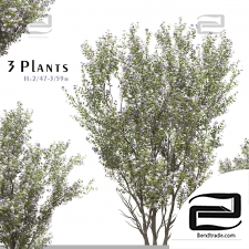 Outdoor plants 488