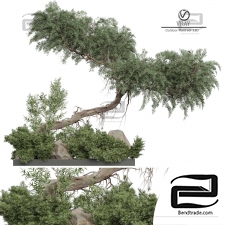 Outdoor plants 390