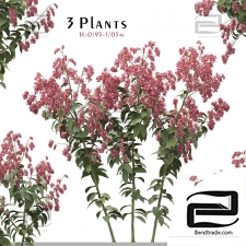 Outdoor plants 388