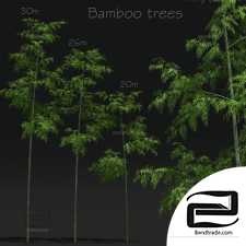 Trees Bamboo Trees