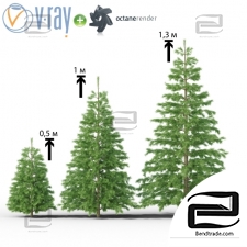 Trees spruce 16