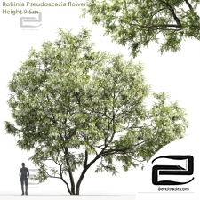 Trees Trees Robinia Pseudoacacia 3
