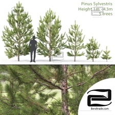 Trees Trees Scots pine 36