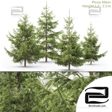 Trees Spruce 34