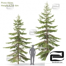 Trees Spruce 40