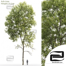 Trees Trees Ash 41