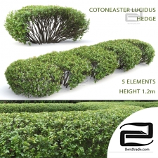 Bushes Cotoneaster brilliant 13