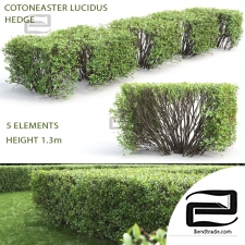 Bushes Cotoneaster brilliant 19
