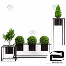 Indoor Plants Box Plant