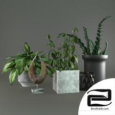 Decorativ set of plants