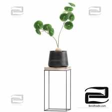 Plant collection 899. Cactus, loft, table, black flowerpot, metal