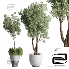 Outdoor plants 899