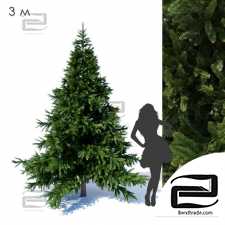 Prickly spruce trees