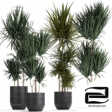 Indoor plants
