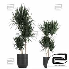 Indoor plants