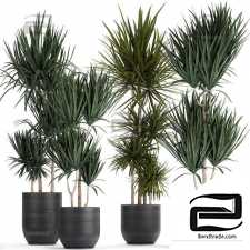 Indoor plants