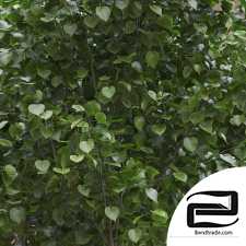American linden 5,6 - 5,9 m