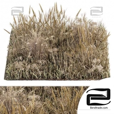 Wild Grass Dried and Wheat - Grass Set 04
