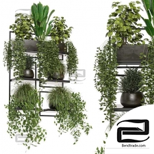 indoor plants in rusty concrete pot on metal shelf - Set 207