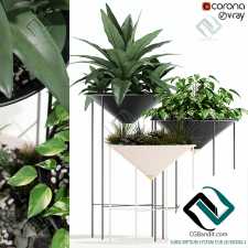 Plants collection Artica plant collection