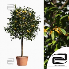 limon bushes