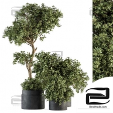 Outdoor Plant Set 373 - Plant Set in Concrete Pot