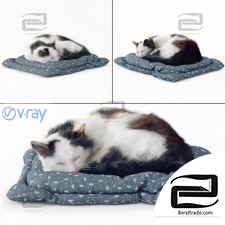 Living creatures Fluffy cat