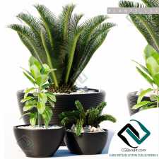 PLANTS PLANTS 229