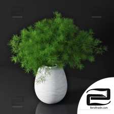 Asparagus