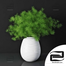 Asparagus