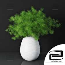 Asparagus