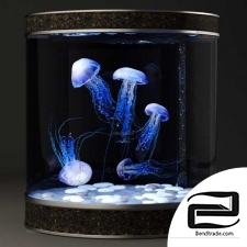 jellyfish