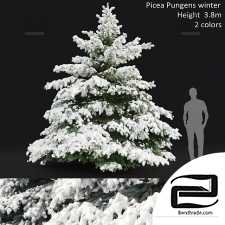 Winter spruce