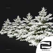 Winter spruce