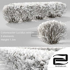 Cotoneaster winter