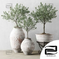 European Olive In Antique Vessels