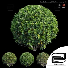 Gardenia angustifolia Merr plant set 08