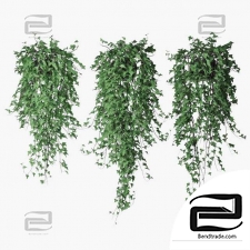 Ivy in pot 12