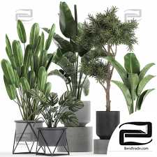 Indoor plants set 817