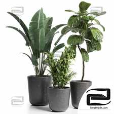 Indoor plants set 876