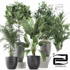 Indoor plants set 745