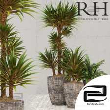 Indoor plants RH corso planter