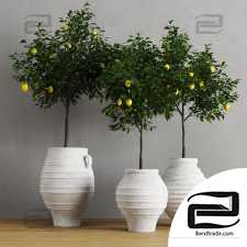 Indoor plants Lemons in clay pots