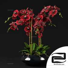 Orchid Indoor Plants