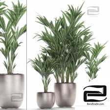 Indoor plants Neanta palm