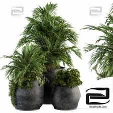 Indoor plants set 805