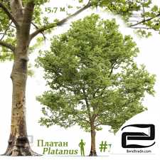 Platanus Trees